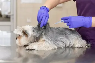 Veterinario inyectando a un perro. Foto Infosalus