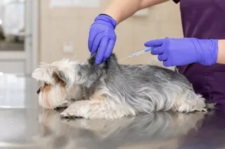 Veterinario inyectando a un perro. Foto Infosalus