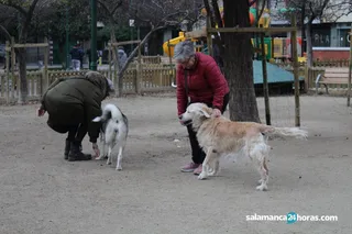 Ana Suárez perros (6)