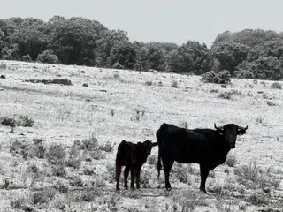 Nieve en Monterrubio y Cuatro calzadas (11)