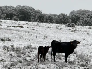 Nieve en Monterrubio y Cuatro calzadas (11)