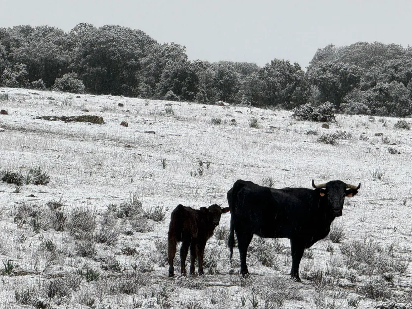 Nieve en Monterrubio y Cuatro calzadas (11)