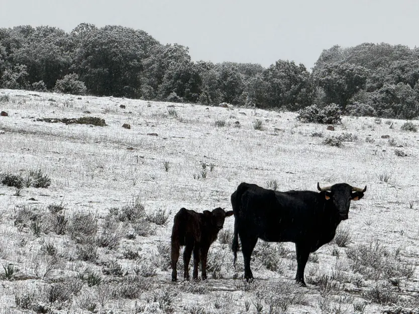 Nieve en Monterrubio y Cuatro calzadas (11)
