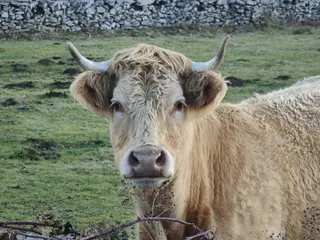 Vacas en el campo. Archivo. S24H