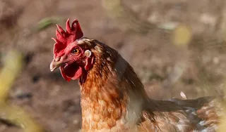 Gallina. Foto EP