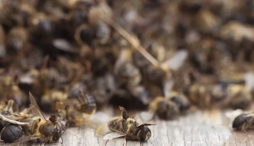 Abejas muertas. Foto Alejandro Llop Greenpeace EP