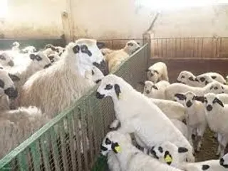 Ovejas