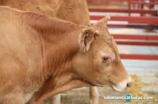 Mercado vacuno Salamanca