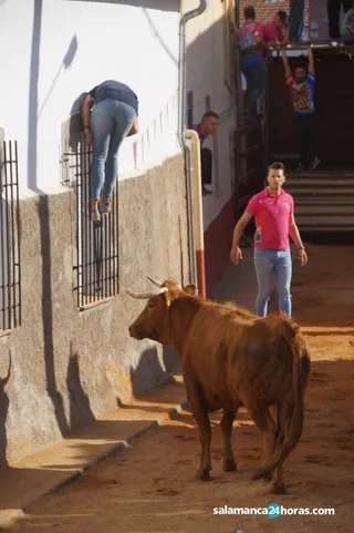 Toro de Bocacara (69)