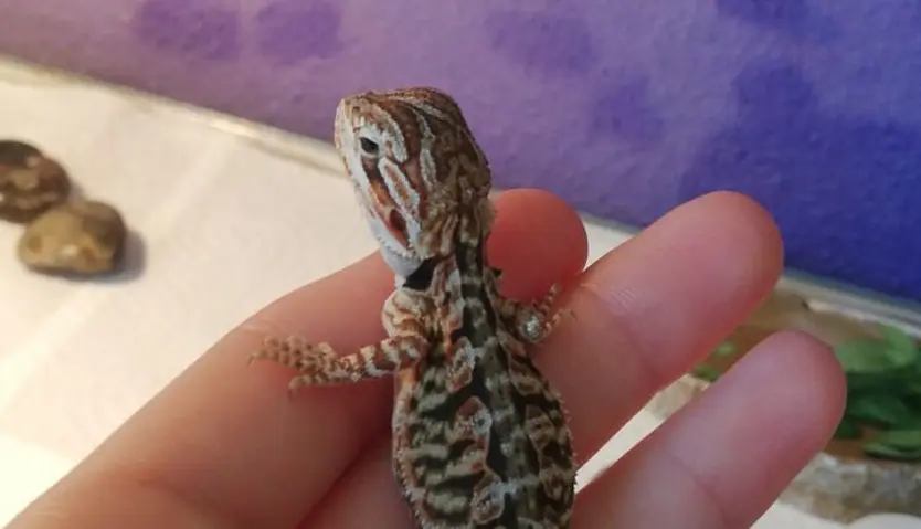 Reptiles (2)