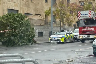 Árbol caído en el Centro de Salud de Tejares
