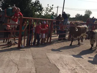 Encierro taurino en Pereña de la Ribera