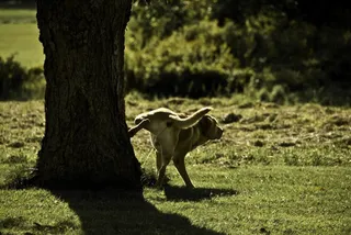 Perro orinando