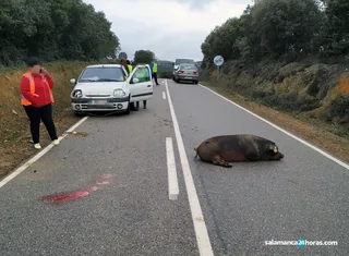 Accidente cerdo 1