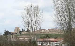 Nido vespa velutina, avispa asiática en Ciudad Rodrigo