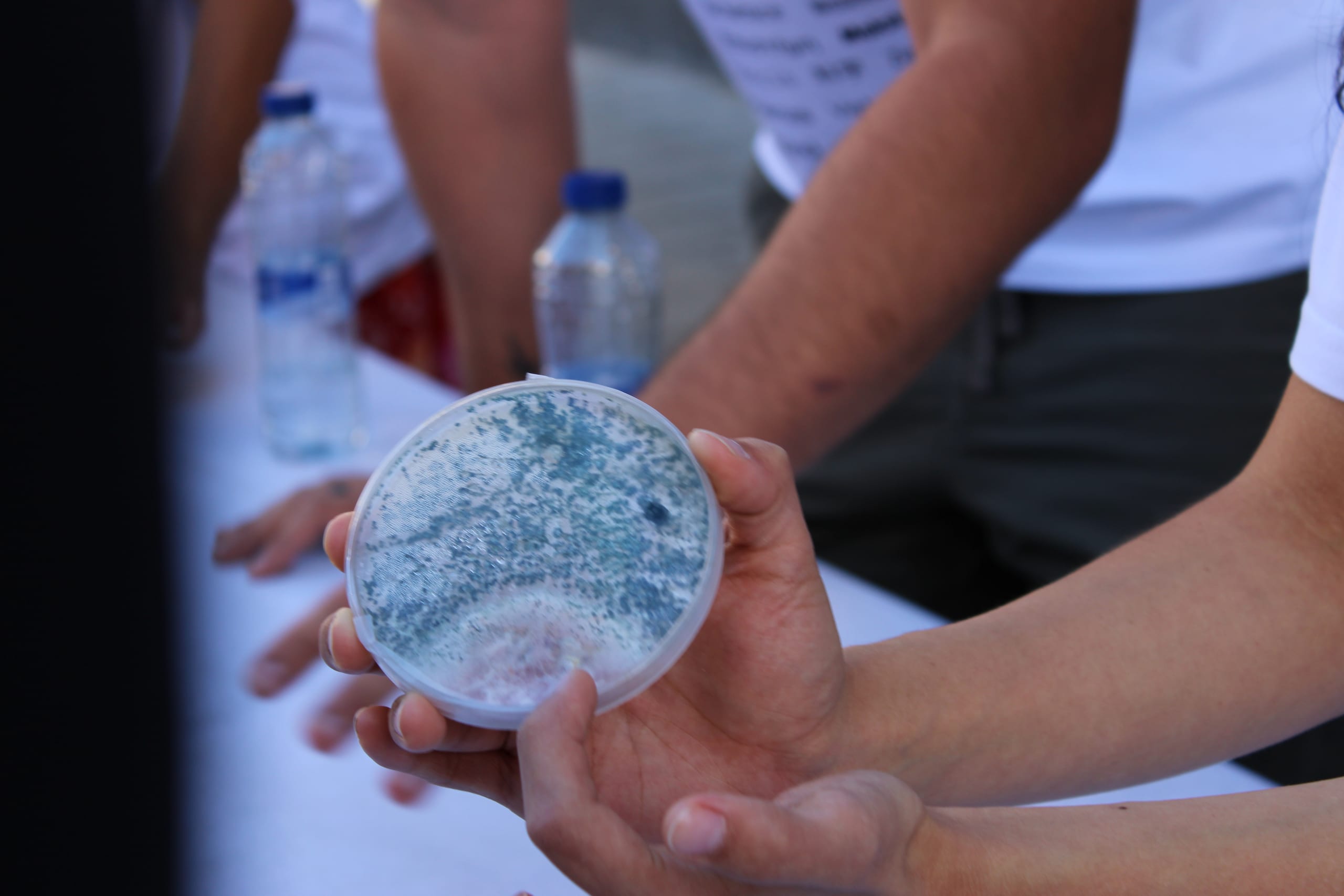 Muestra del hongo tricoderma en la Noche de los Investigadores de la USAL
