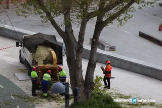 Poda, trabajadores municipales, árbol