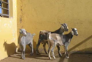 Cabras. Foto EP