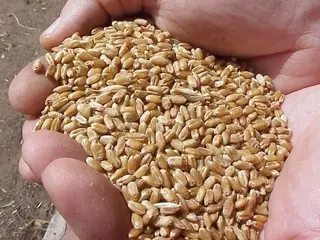 La escasez de lluvias y las altas temperaturas reducirán la cosecha de cereales