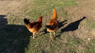 Gallinas en el campo | Salamanca24horas
