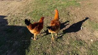 Gallinas en el campo | Salamanca24horas