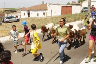 Castellanos de Villiquera celebra un encierro infantil con mini bueyes