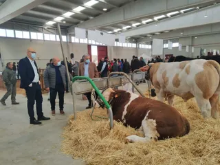 Salón del vacuno en el recinto ferial de la Diputación (5)