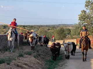Segundo encierro Aldeadávila de la Ribera. Foto S24H (1)