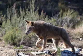 Lobo ibérico. EP