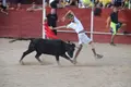 Cientos de personas disfrutan en Carbajosa de la Sagrada de su tradicional capea y encierro popular