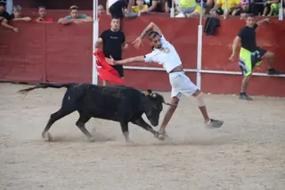 Cientos de personas disfrutan en Carbajosa de la Sagrada de su tradicional capea y encierro popular