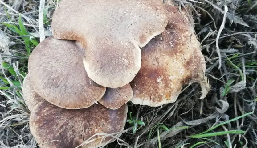 Seta de cardo