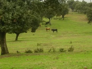 Dehesa