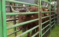 Saneamiento, vacas. Imagen de archivo