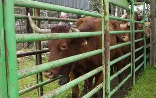 Saneamiento, vacas. Imagen de archivo