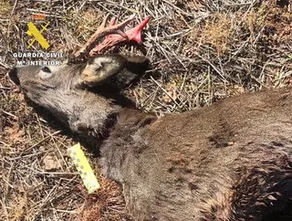 Incautan en Sepúlveda (Segovia) la cabeza de un corzo recién abatido sin precintar y el rifle utilizado para matarlo