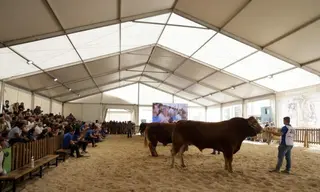 32 Concurso Nacional de Raza Limusina Machos de Salamaq 24