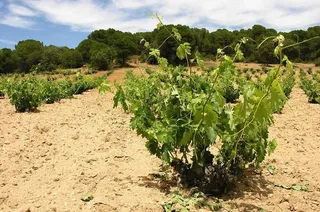 La Comisión Europea amplía en 20.000 toneladas los cupos de retirada de fruta de hueso