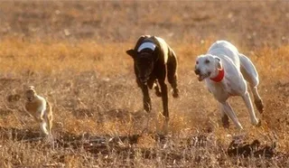 Caza con galgos