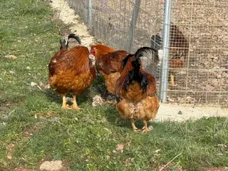 Gallinas