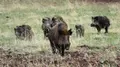Jabalíes en el campo. Archivo