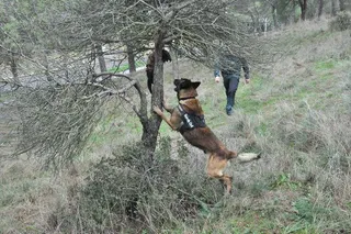 Perro de la Guardia Civil en búsqueda de cebos envenenados