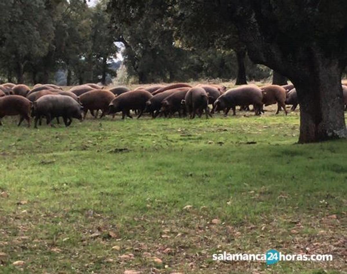 Agricultura refuerza el control sobre el ibérico con un nuevo protocolo de certificación