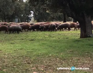 Ibérico. ARCHIVO 