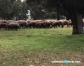 Ibérico. ARCHIVO