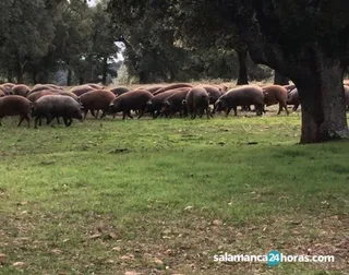 Ibericos