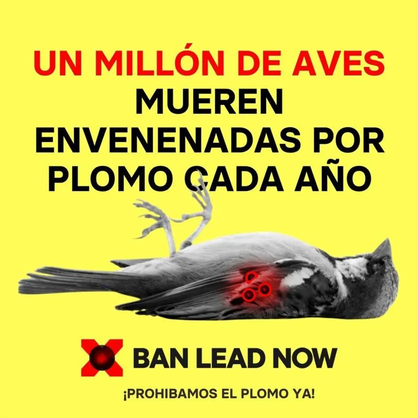 Campaña para prohibir el uso de munición de plomo de SEO/BirdLife