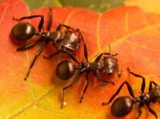 Conoce los olores que repelen a las hormigas y aprovéchate de ellos