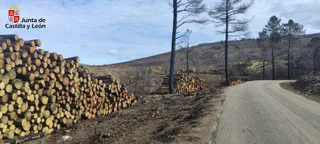 Saca de madera quemada en Serradilla del Arroyo. Foto: Naturaleza Castilla y León