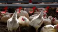 Gallinas en una granja